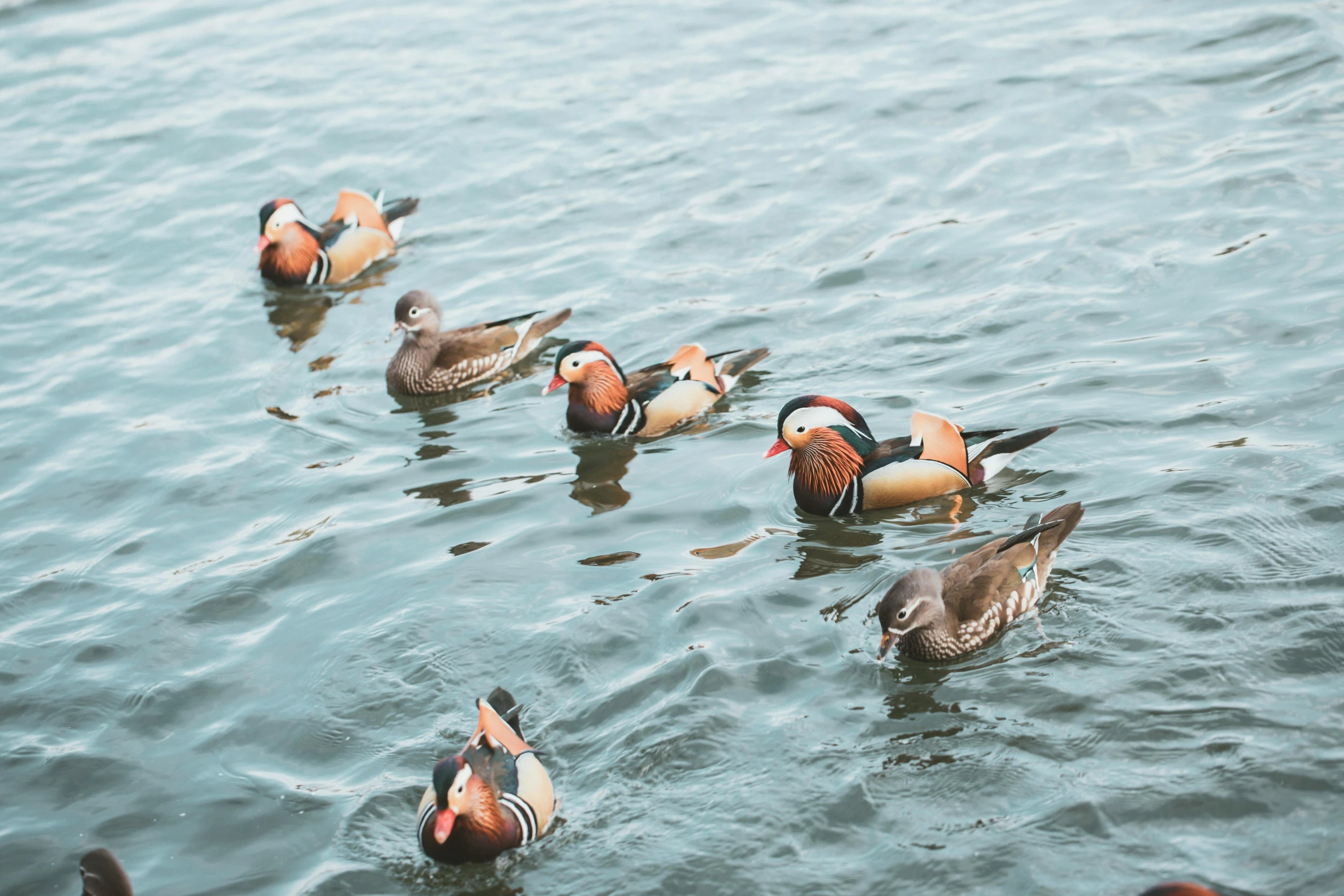 a group of mandarin ducks are swimming in the water