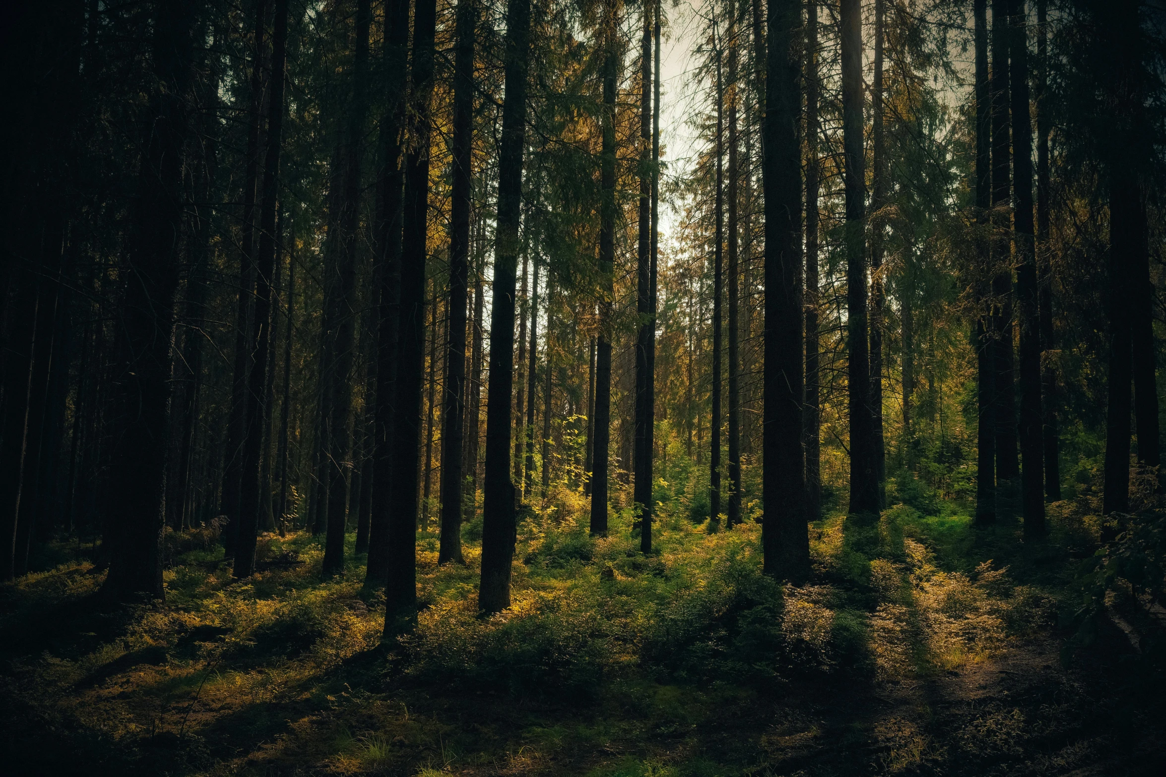 an image of a wooded area in the woods