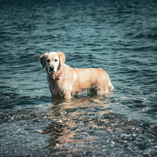 a brown dog with a red collar standing in water