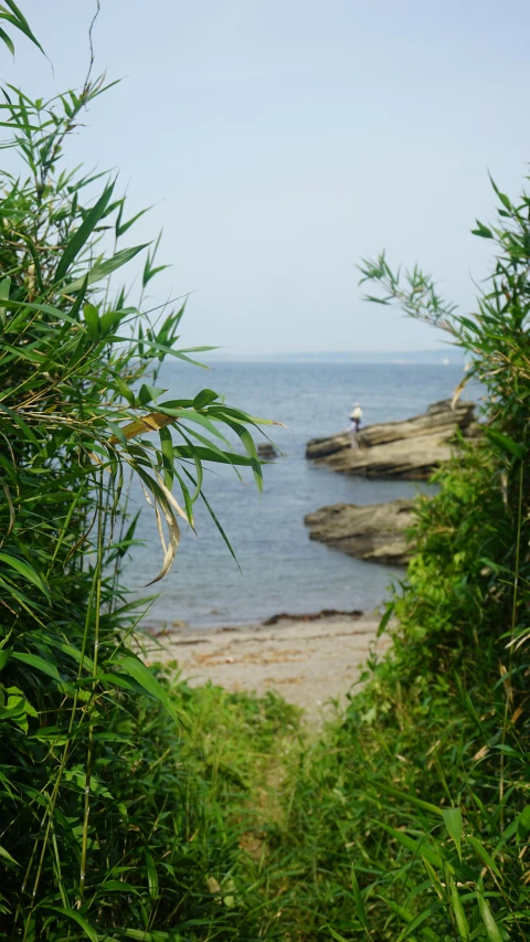 an ocean view through green leaves on the beach