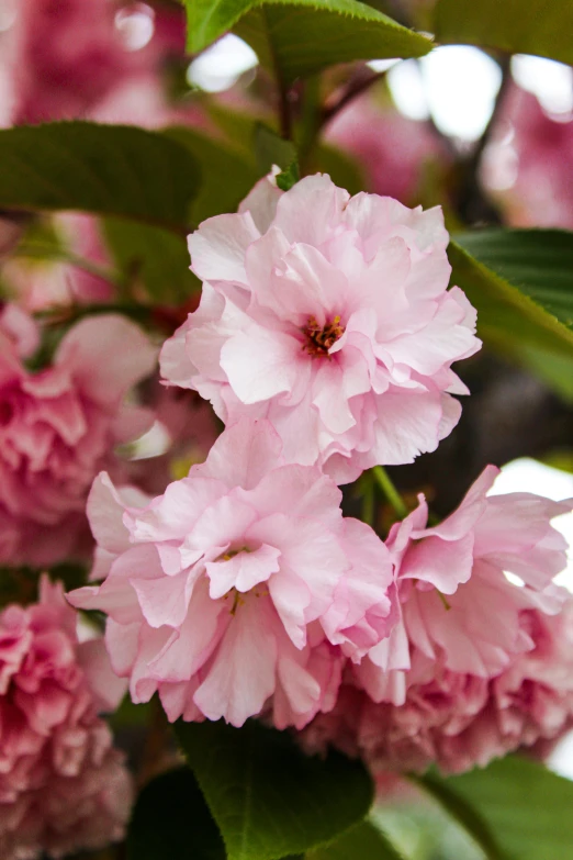 a bunch of pink flowers on a tree