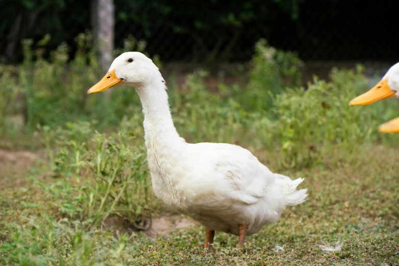 the white duck is walking in the grass