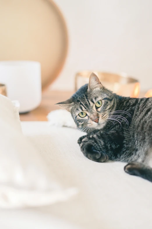 a cat laying on a bed near candles