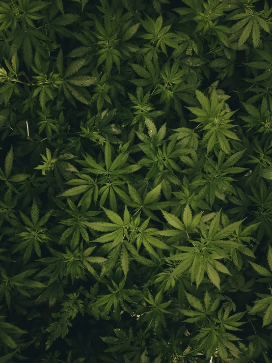 some green plants with small green leaves on them