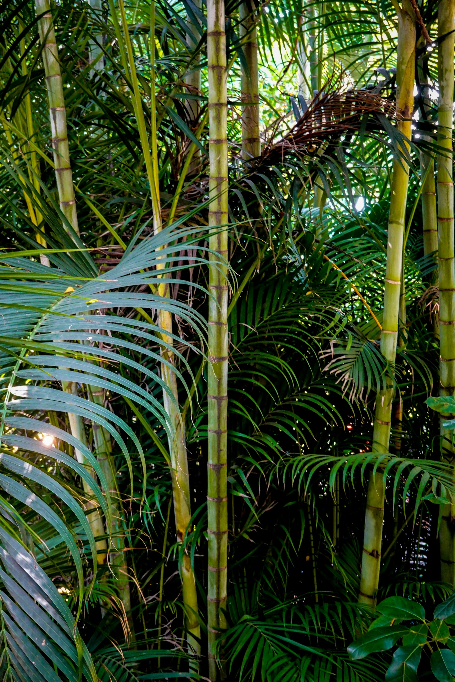 this is a forest with trees and palm leaves