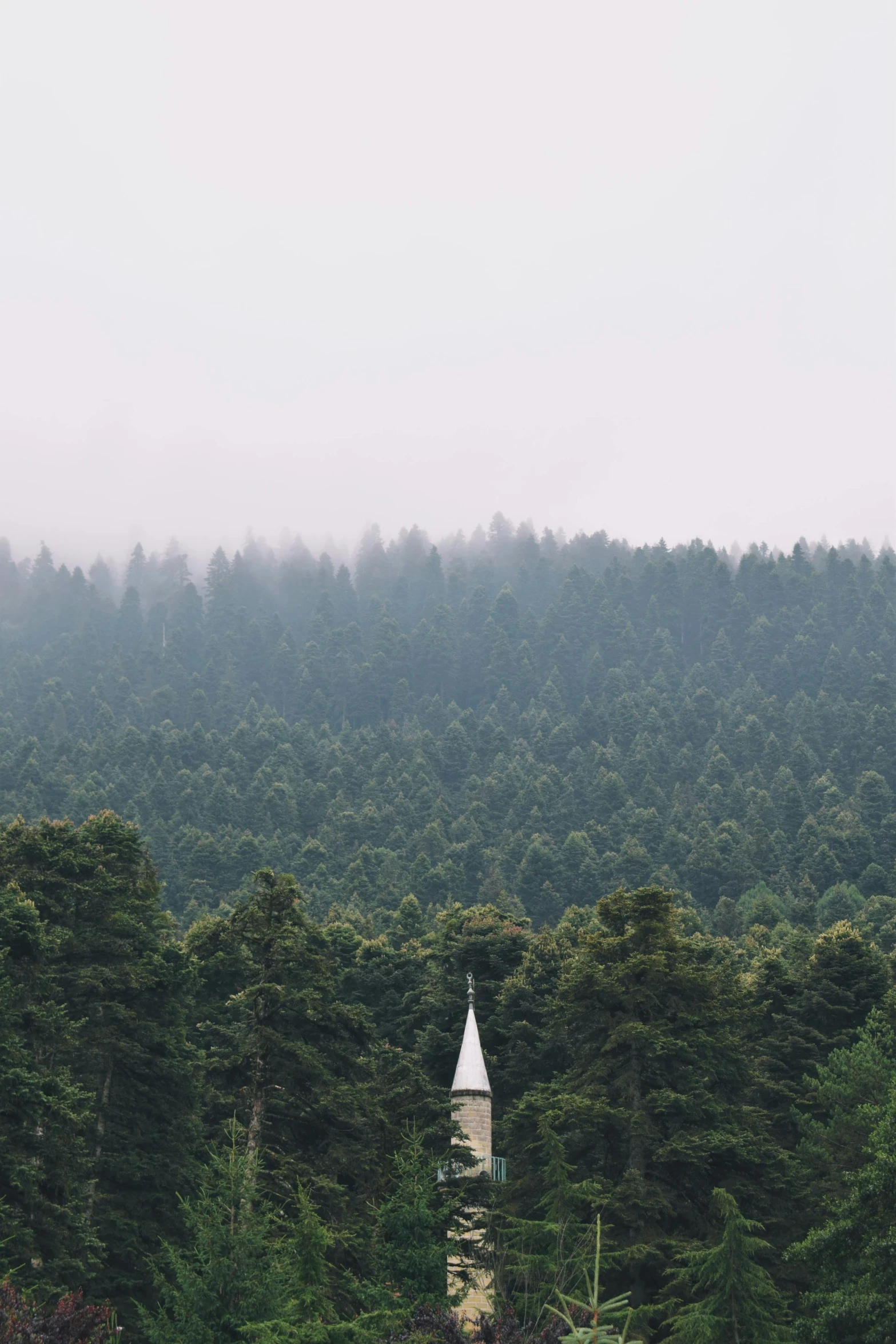 an old church bell tower in the midst of a green forest