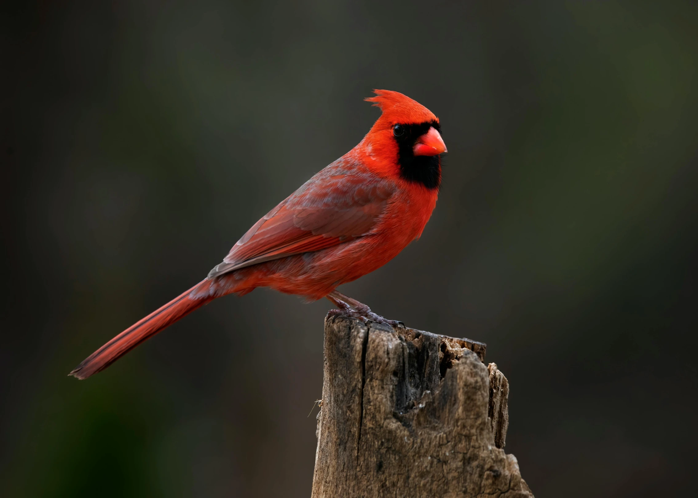 a cardinal stands on a post and looks alert