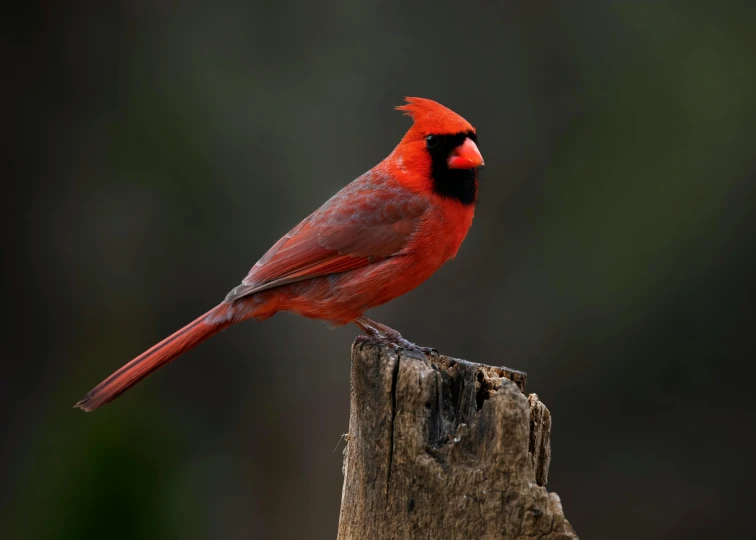 a cardinal stands on a post and looks alert