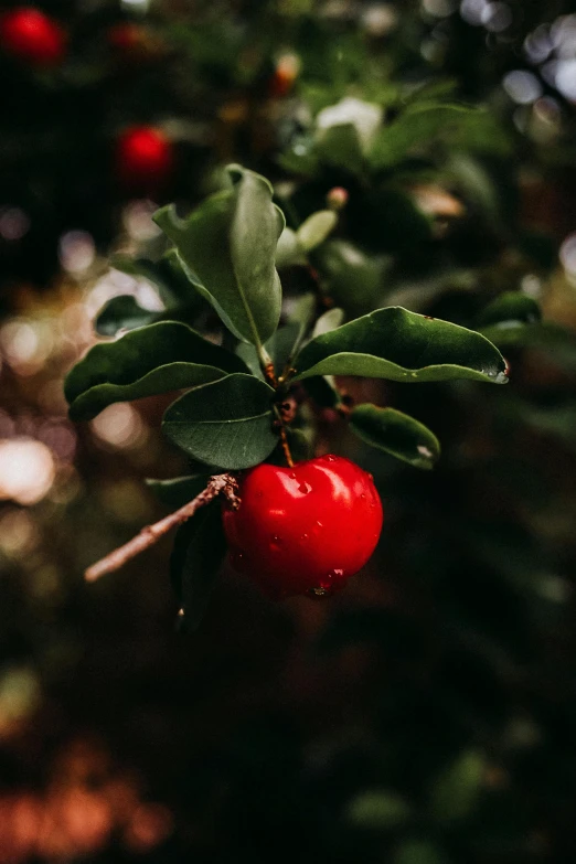 an up close image of a tree nch with a red berry on it