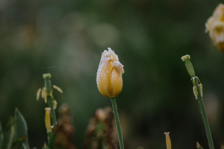 a yellow flower with water on it sitting in a garden