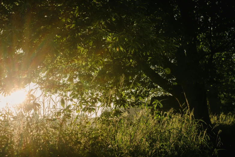 a lush green forest filled with lots of trees