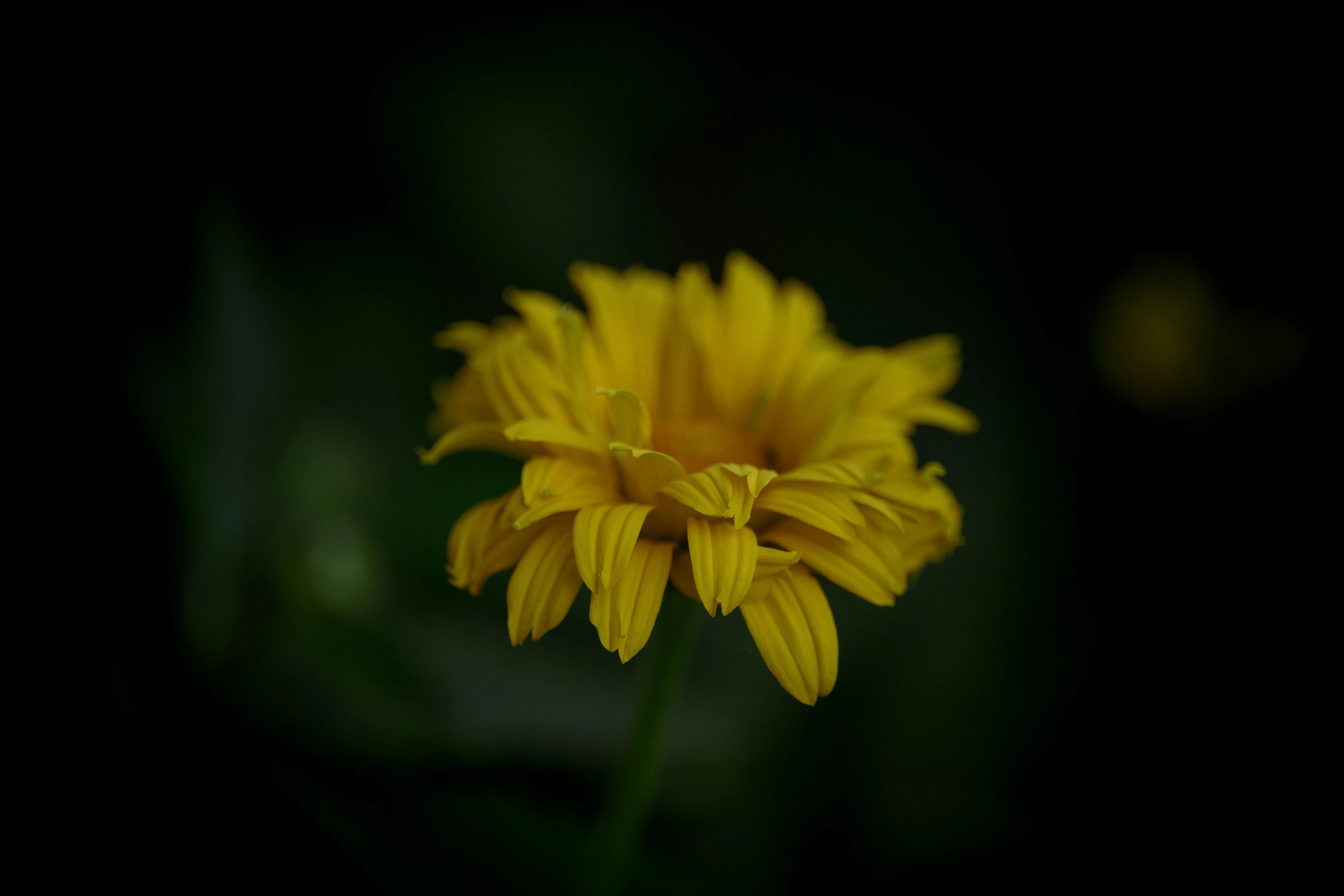 a bright yellow flower sitting on top of a green stem