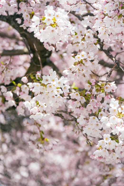 a tree with white flowers and buds is shown