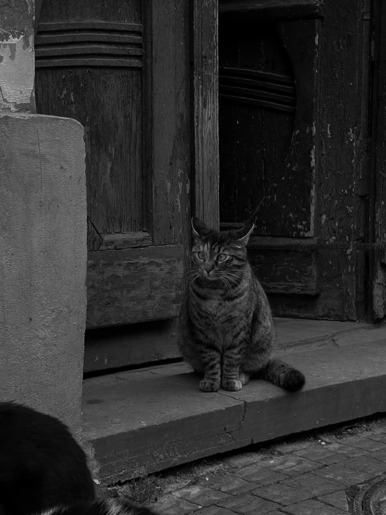 the cat sits on a step looking at soing