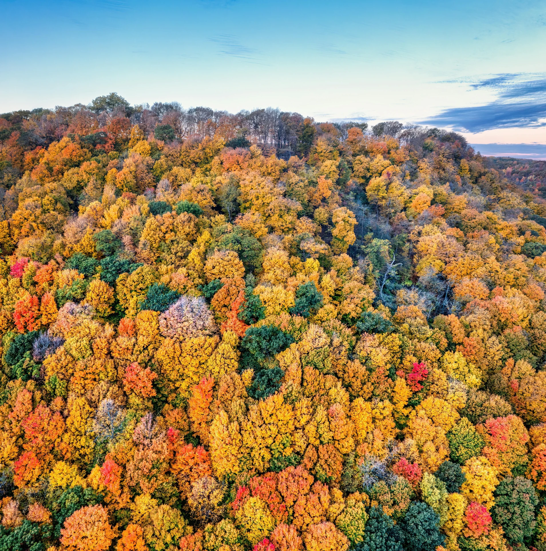 aerial view of many trees in the woods