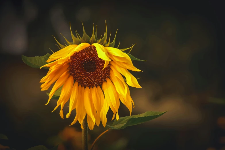 the back of a sunflower, with its petals covered in pollen