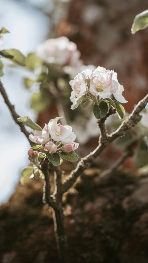 small flowers on a tree nch with water droplets