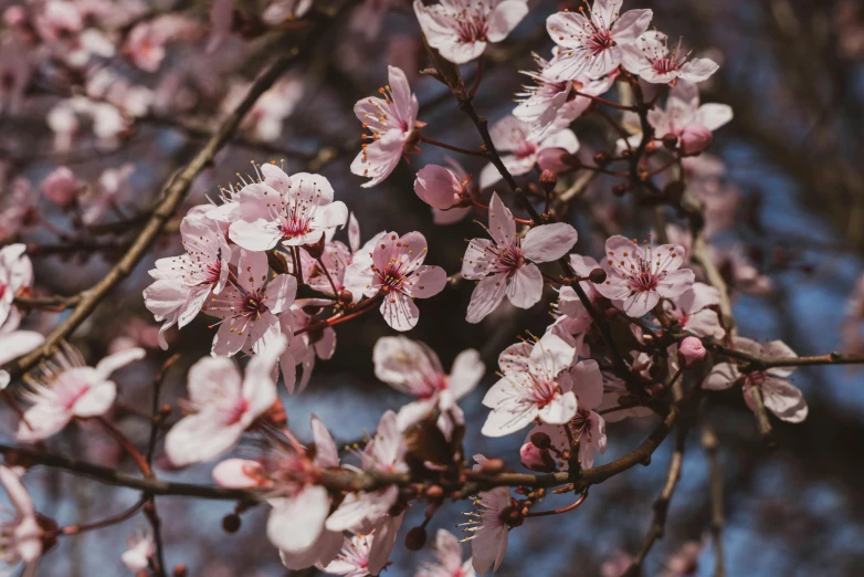 a beautiful tree with lots of pink flowers