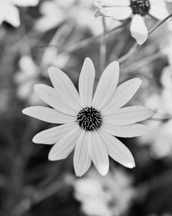 black and white pograph of flowers from underneath
