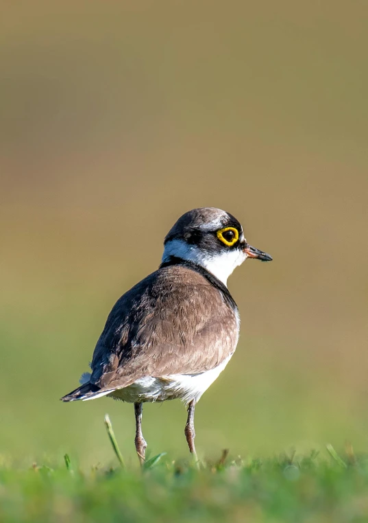 a small bird standing on a grass field