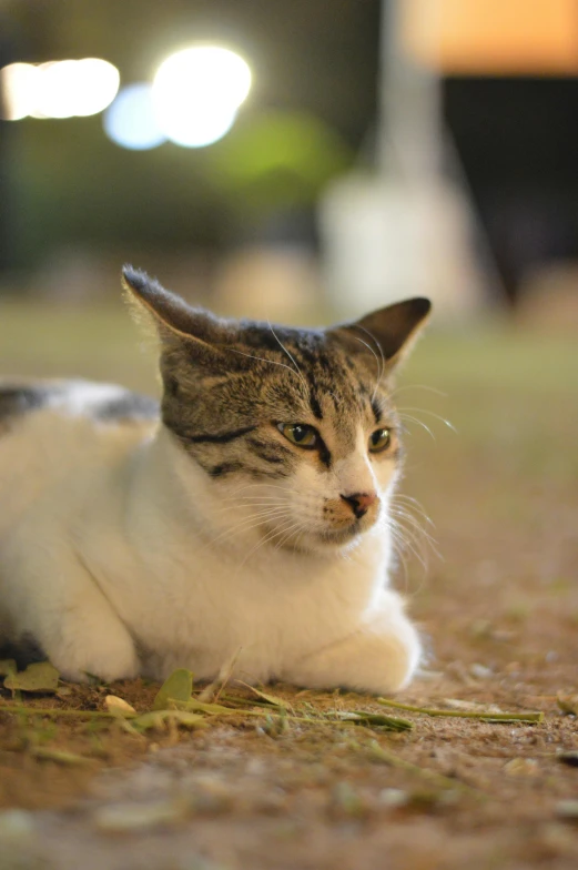 a cat is laying down looking at soing