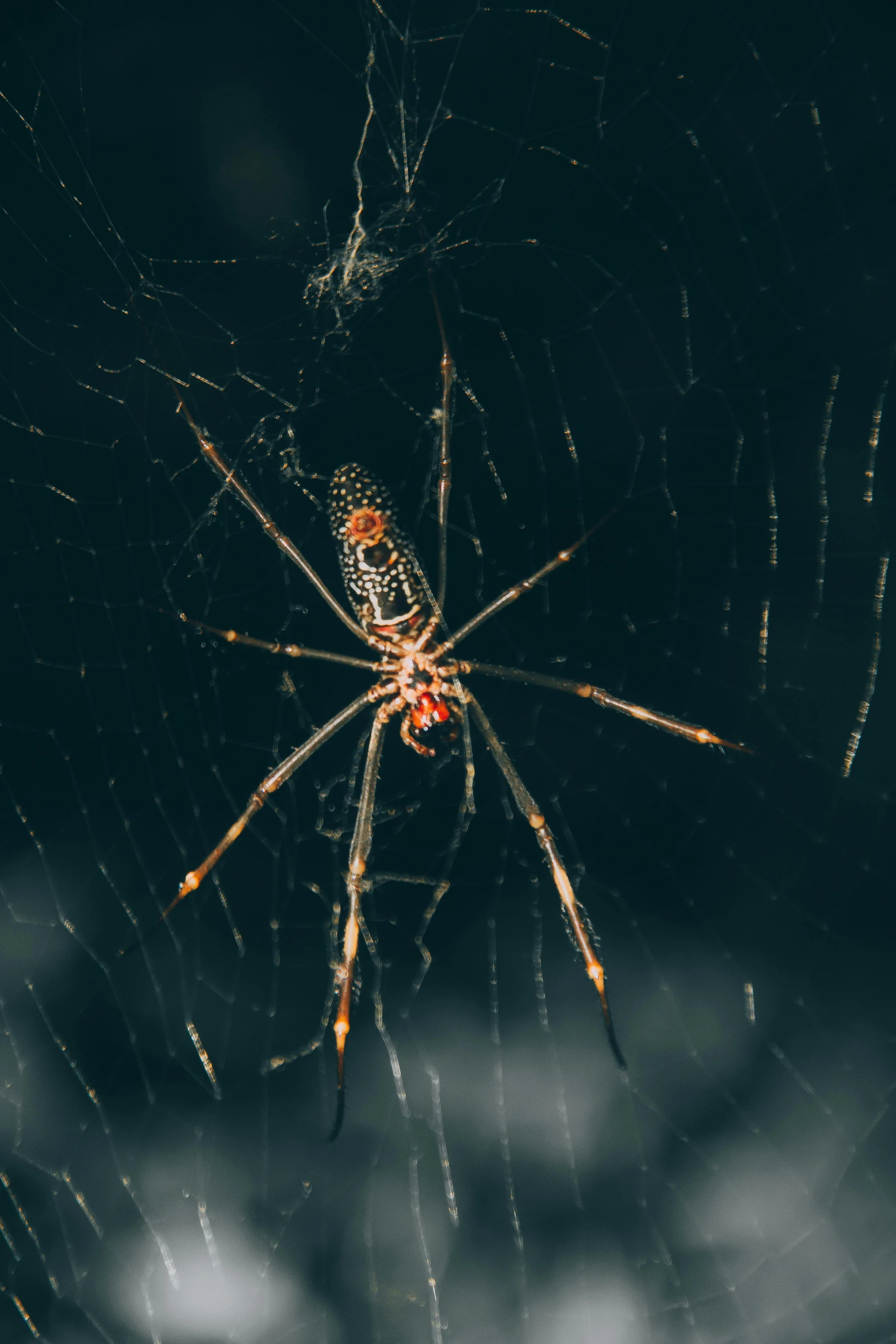 a spider is in the middle of it's web