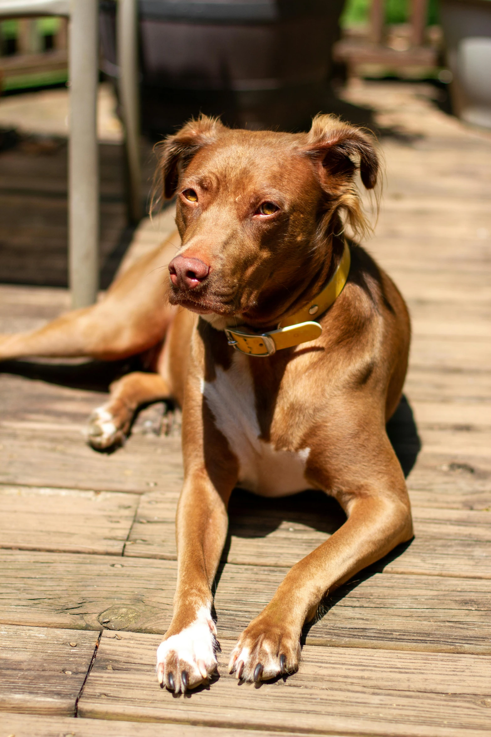 a brown dog lays on a wooden dock