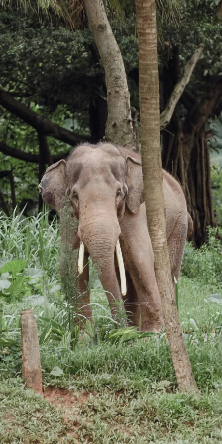 an elephant is standing next to a tree in the woods