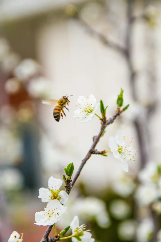 a honey bee flying towards a small flower