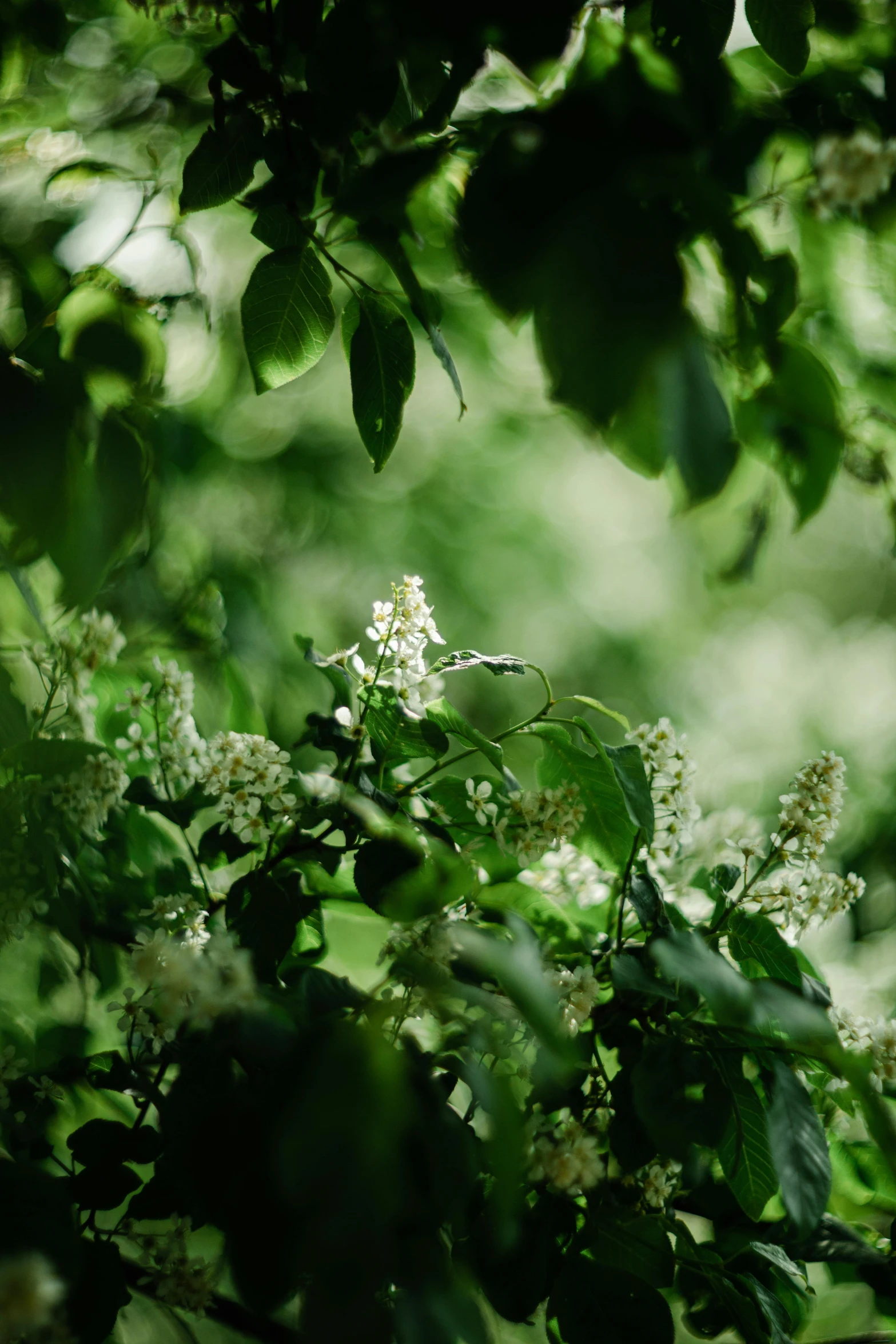 a leafy tree with white flowers in the middle