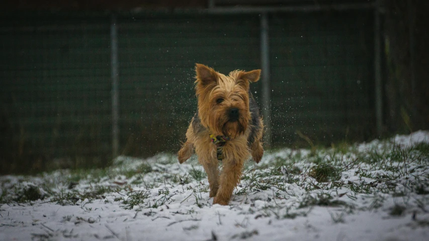 a small brown dog walking across snow covered ground
