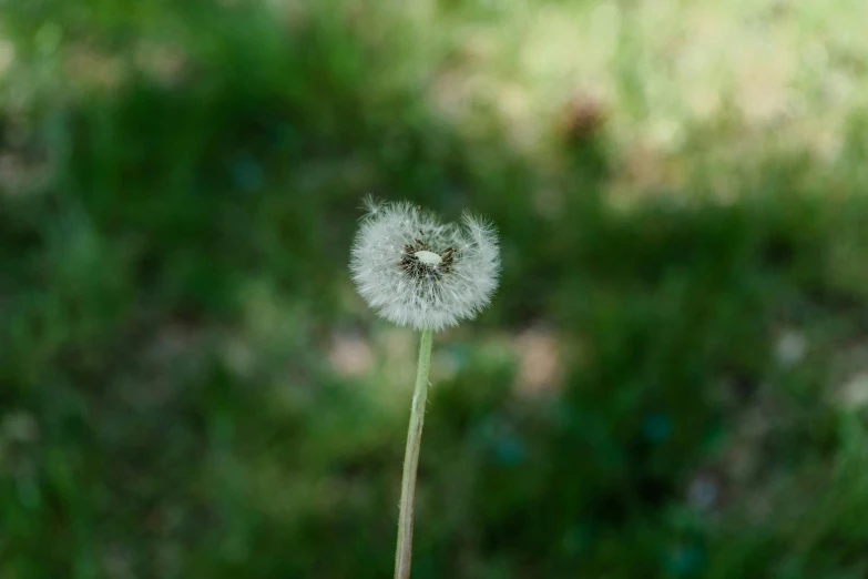 a dandelion that is in some kind of glass