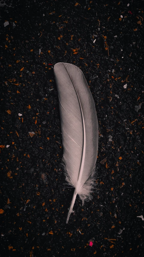 a white feather floating on a dark surface