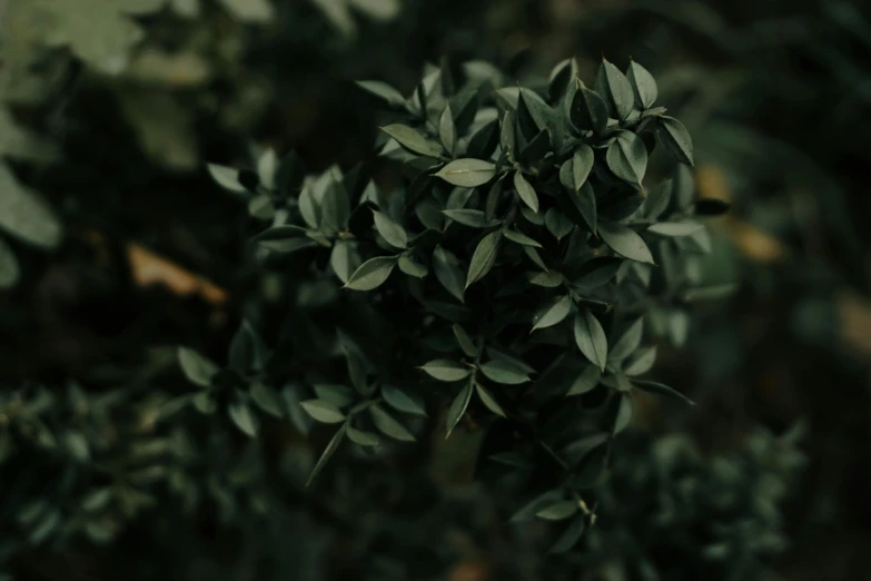 small bushes with leaves in green space