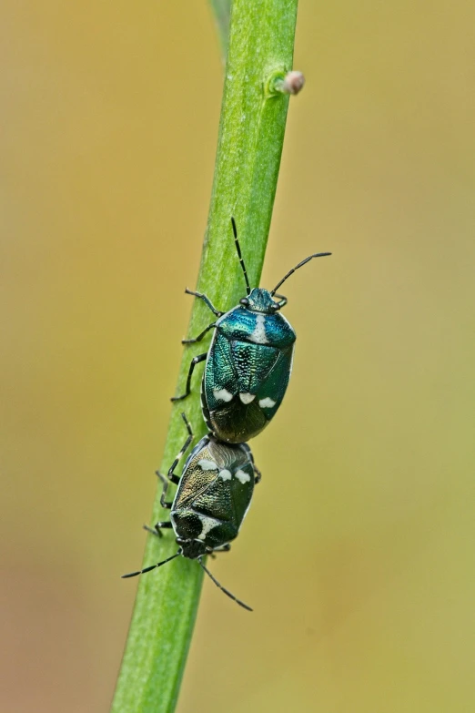 two blue bugs are on the plant stem