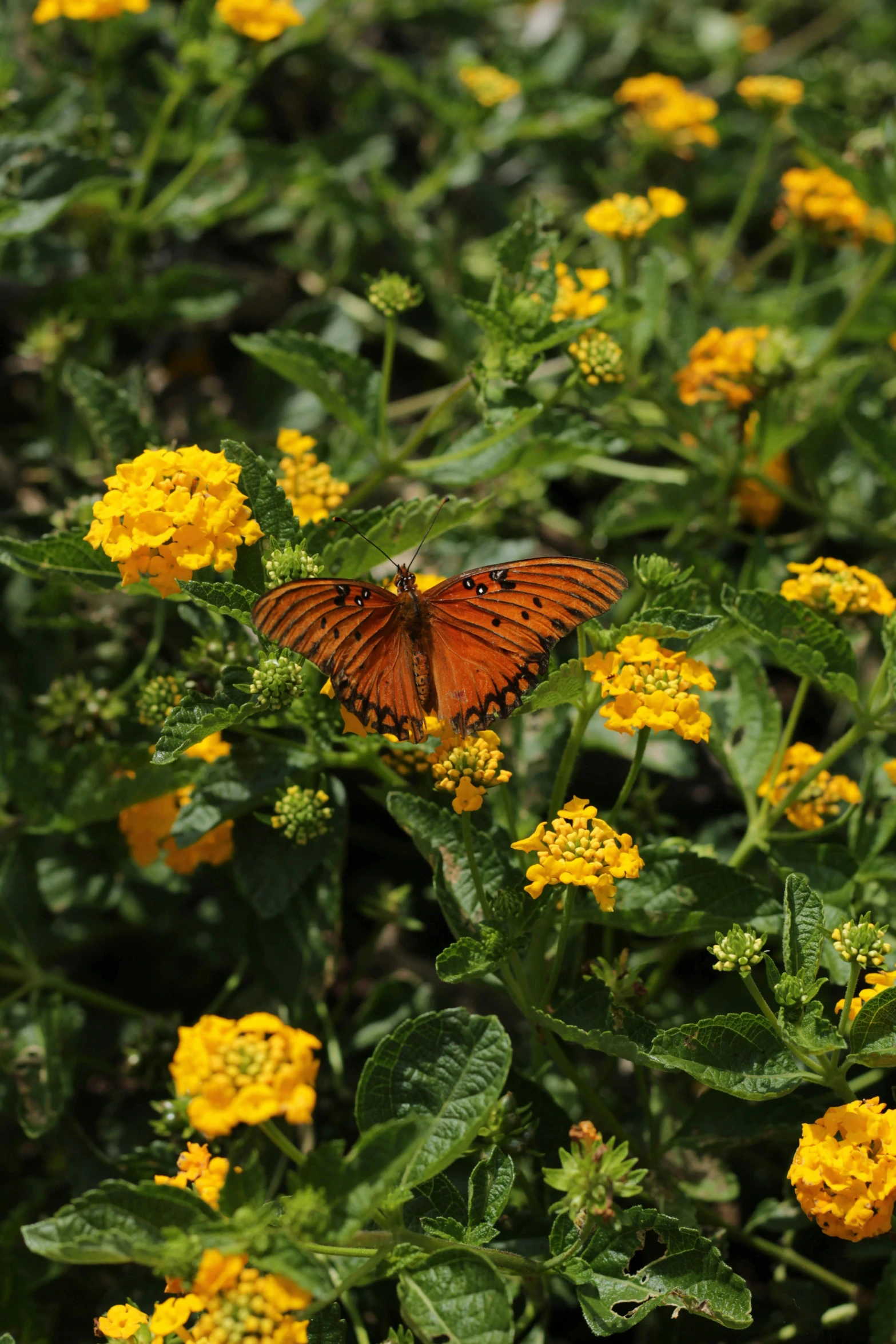 a orange erfly sitting on a yellow flower