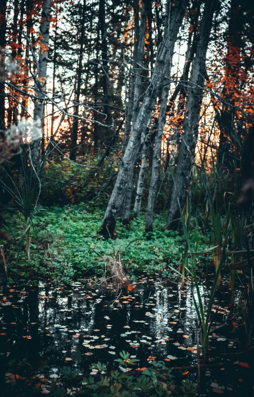 there is a reflection of trees in the water