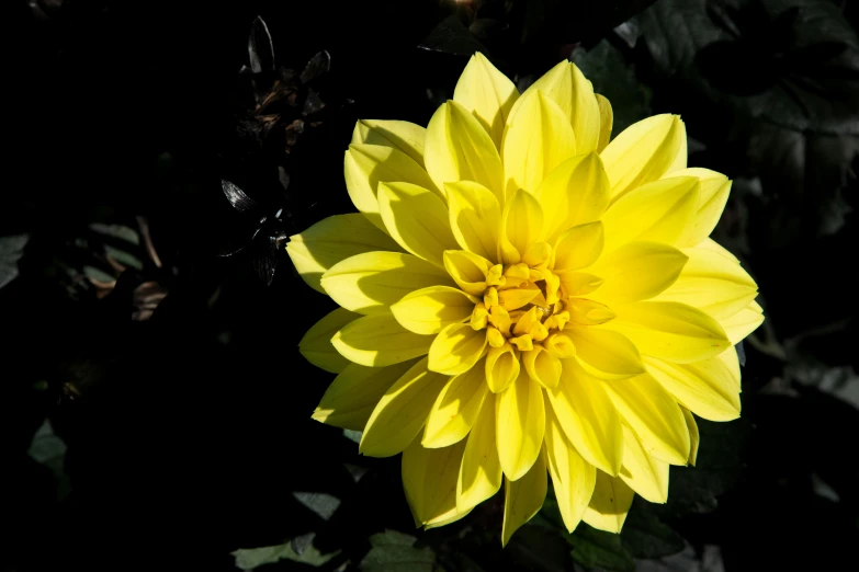 a large yellow flower with leaves around it