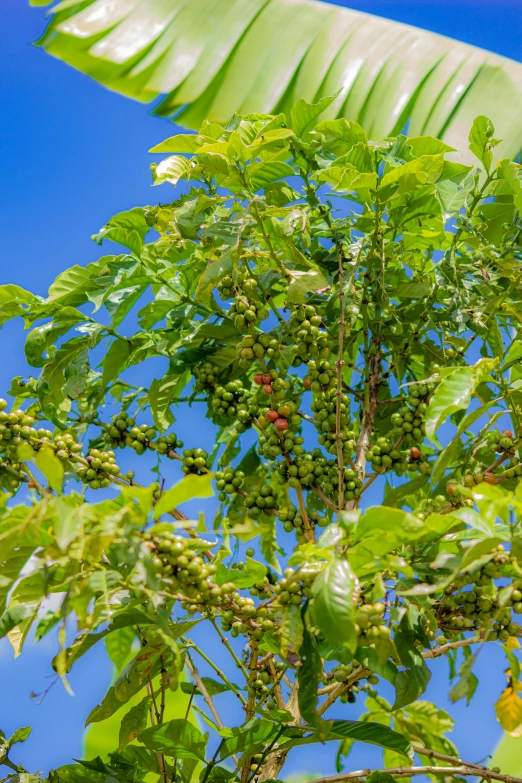 a tropical tree with leaves and berry clusters