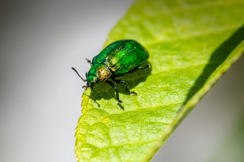 a green beetle is on top of a leaf