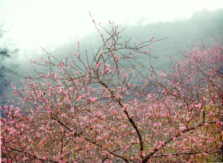 a very pink tree in the middle of the fog