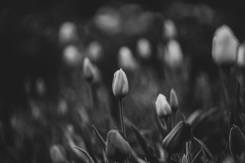 black and white pograph of flowers in a field