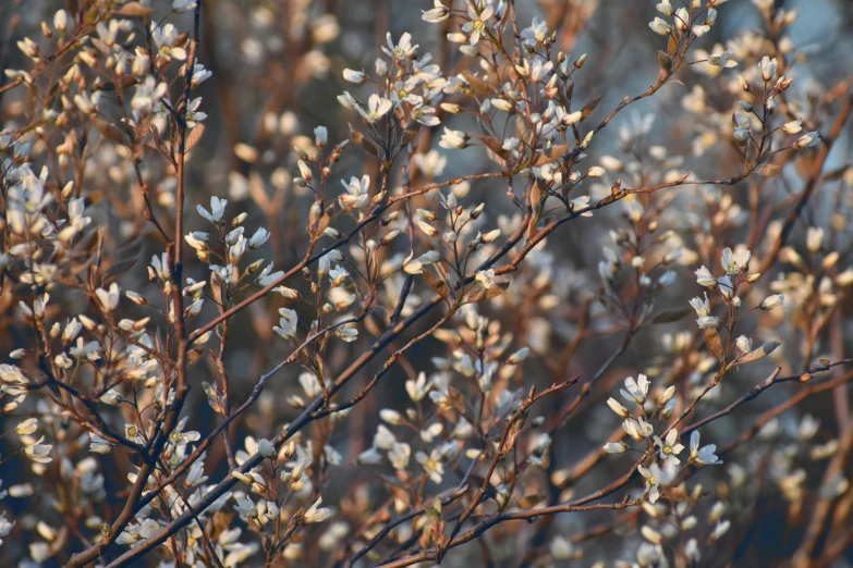 a leafless bush with no leaves, mostly green