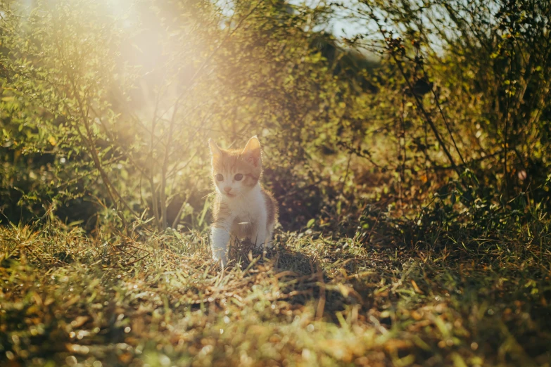 a small cat sitting in a field with vegetation