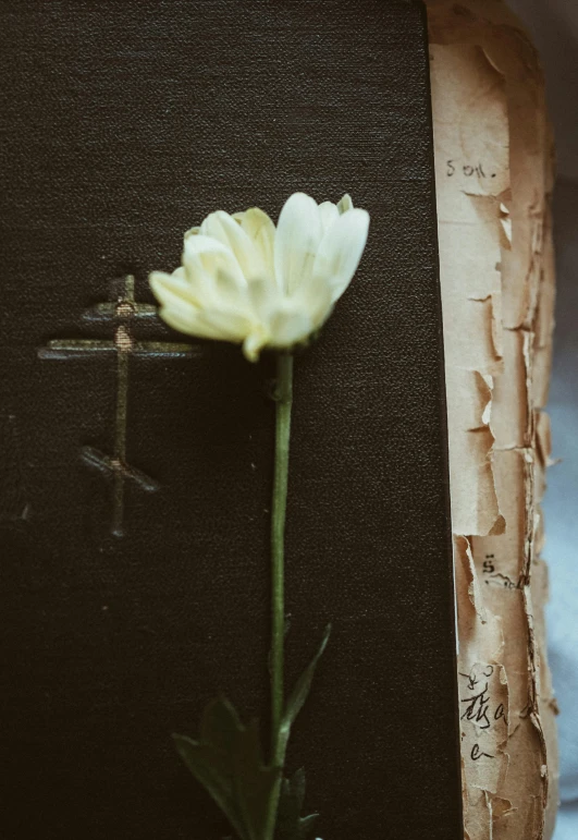 a single white flower sits on the edge of a wall