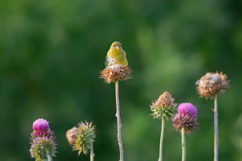 there is a bird sitting on top of this plant