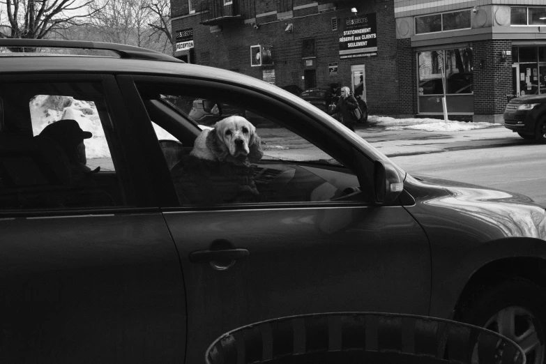 a black and white po of a dog sitting in the back of a car