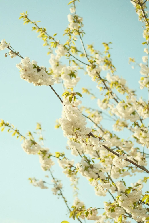 the white flowers and the green leaves are blooming