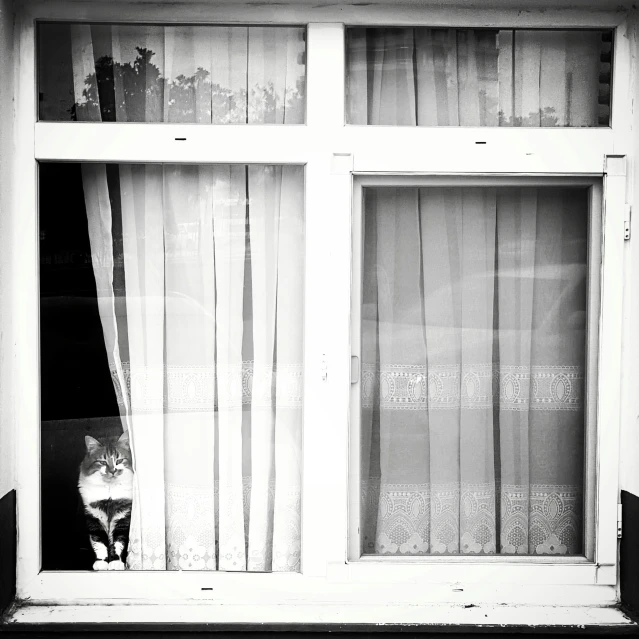 a cat sits behind the curtain of an open window