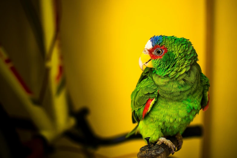 there is a green bird sitting on a perch